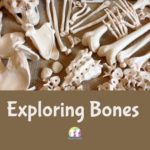 Exploring Bones- Thursday 2nd November