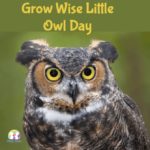 Grow Wise Little Owl Day- Tuesday 7th November